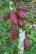 Photo: Multiple pods of Arriba cacao Multiple pods of Arriba cacao