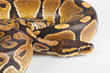Beautiful strong python lying peacefully Beautiful strong python lying peacefully