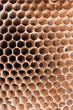 Photo: Detail of a empty hornet nest Detail of a empty hornet nest