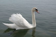 The Swan floats in water, opening the wings