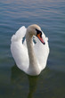 Swan in the water