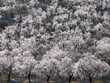 Prunus dulcis