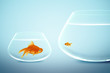 Big and small goldfish