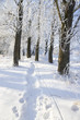 View into winter forest