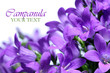 Campanula spring flowers border