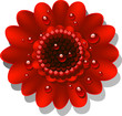 Beautiful red Gerber Daisy
