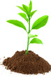 plant d'agrume plant d'agrume