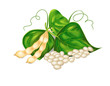 Kidney ( soy ) beans with leaves on white background