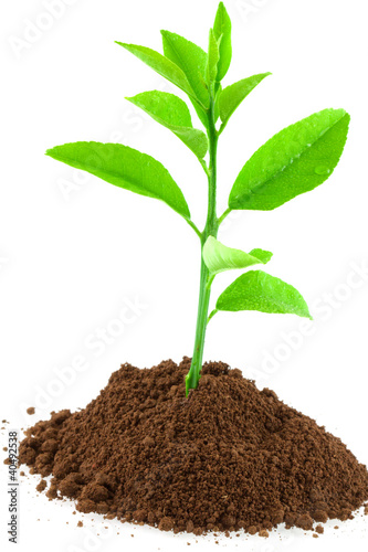 Photo: plant d'agrume plant d'agrume
