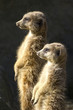 Slender-tailed Meerkats (Suricata suricatta) on the lookout Slender-tailed Meerkats (Suricata suricatta) on the lookout