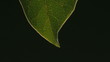 Video: Sparking raindrop drips from green leaf Sparking raindrop drips from green leaf