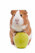 guinea pig with green apple