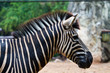 Zebra head