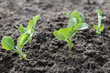 young green pea plants young green pea plants