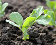 young green pea plants young green pea plants