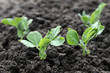 young green pea plants young green pea plants