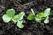 young green pea plants young green pea plants