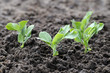 young green pea plants young green pea plants