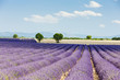 Photo: lavender field, Plateau de Valensole, Provence, France lavender field, Plateau de Valensole, Provence, France