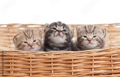 Photo: funny small kittens in wicker basket funny small kittens in wicker basket