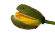 Mohnblume, Knospe isoliert