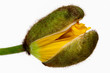 Mohnblume, Knospe isoliert