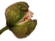 Mohnblume, Knospe isoliert