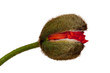 Mohnblume, Knospe isoliert