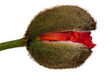Mohnblume, Knospe isoliert