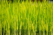 young rice