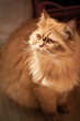 Red cat breed Selkirk rex.