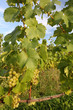 Green grapes in a vineyard
