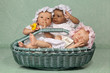 Three babies in basket