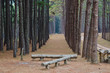 pine forest in thailand