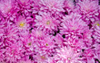 pink flowers background