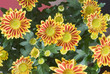 Gazania Gazania