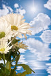 Daisy