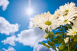 Daisy and sun