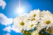 Daisy and sun