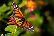 Monarch Butterfly (danaus plexippus) feeeding on flowers