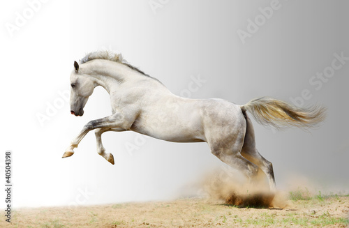 Photo: silver-white stallion silver-white stallion