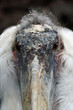 TIERE_0750_Marabu