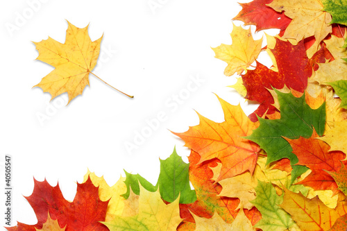 Photo: maple leaf maple leaf
