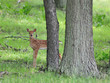 Young Deer / Fawn