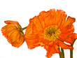 Photo: Mohnblüten Mohnblüten