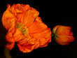Photo: Mohnblüten Mohnblüten
