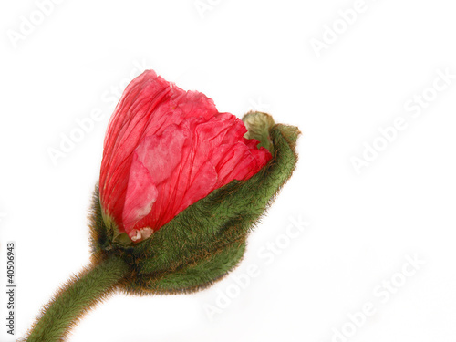 Photo: Türkischer Mohn Türkischer Mohn