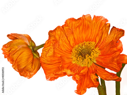 Photo: Mohnblüten Mohnblüten