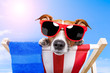 dog sunbathing on a deck chair