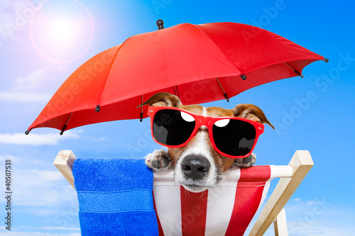Photo: dog sunbathing on a deck chair dog sunbathing on a deck chair